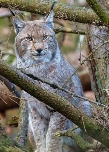 LA FORÊT DES FÉLINS - CHATS SAUVAGES ET LYNX DU HARZ