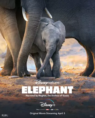 Elephant  [WEB-DL 720p] - FRENCH